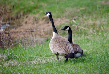 Alert geese in a green field