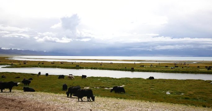 4k huge clouds mass rolling over lake namtso,tibet mansarovar,herdsman tent,a group of cow,Tibet's second largest lake,is the third largest saltwater lake in China.