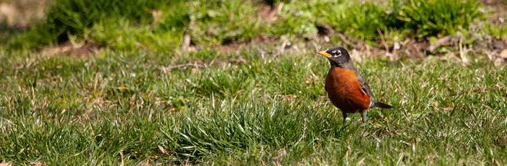 American Robin