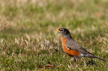 Fototapeta premium American Robin