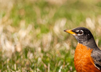 American Robin
