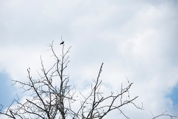 Bird perched on tree branches without leaves