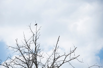 Obraz premium Bird perched on tree branches without leaves