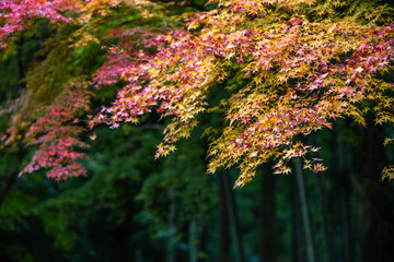 紅葉　秋の和風イメージ