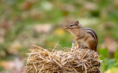 cute chipmunk standing on straw
