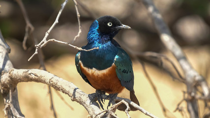 Fototapeta premium close up of a superb starling looking around at tarangire