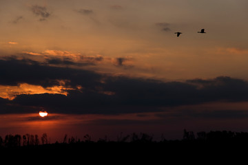 Sunset, cloudy sky with parts of intense orange color and a pair of birds flying