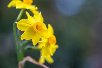水仙の花　初春イメージ