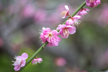 Obraz premium 紅梅 初春イメージ