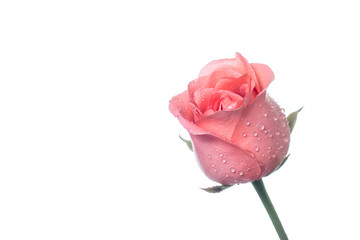 Pink rose isolated on white background and space for text