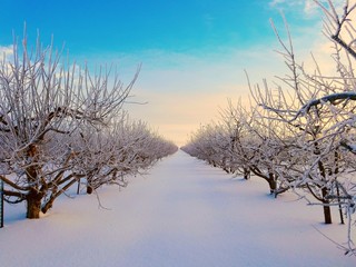 Fototapeta na wymiar apple orchard winter sunrise