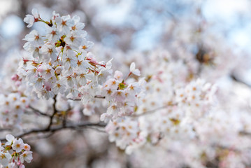Closeup view of cherry blossoms.