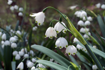 Flower called spring snowflake