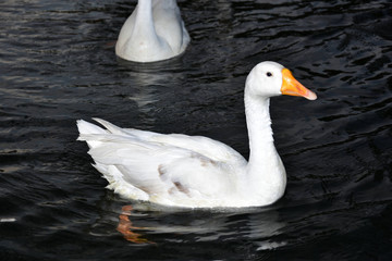 Wildlife Portrait And Nature Landscape