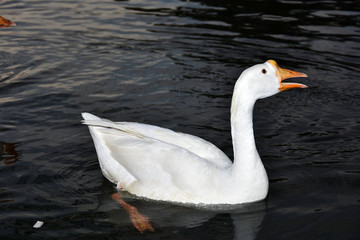 Wildlife Portrait And Nature Landscape