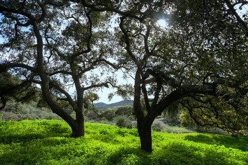 Two Trees on Green Hillsides