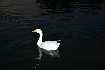 Wildlife Portrait And Nature Landscape