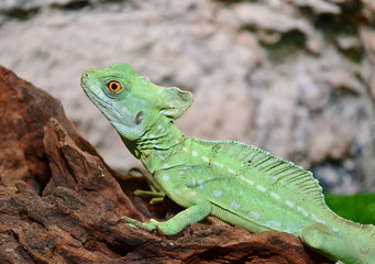 green lizard