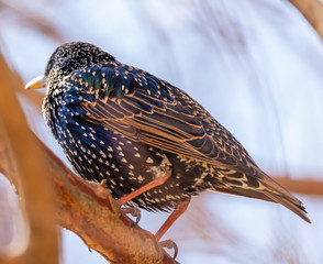 European starling or Sturnus vulgaris