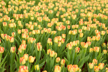 Yellow and pink tulips fild. Spring blur background.