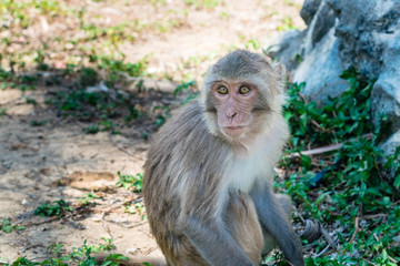 Old monkey with big eyes and facial hair sits on ground