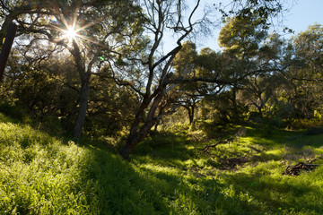 Trees on Rolling Green Hillsides