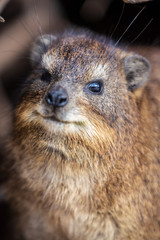 Portrait of a cute Hyrax. Cap Town, South Africa