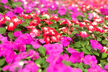 Purple and red petunia flowers close up background.