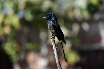 Wildlife Portrait And Nature Landscape