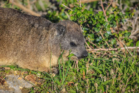 A cute Hyrax eating grass. Cap Town, South Africa.