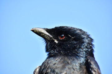 Wildlife Portrait And Nature Landscape