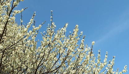 梅の花　白梅　春　いい香り　風景　青空