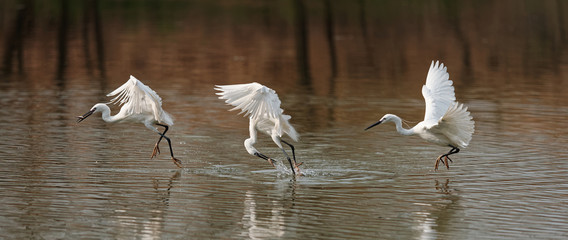 Composition of a sequence of flying bird catching fish in lake, Great white egret fly over water and catch fresh fish like walking on water.