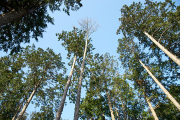 ヒノキの森・そびえる木