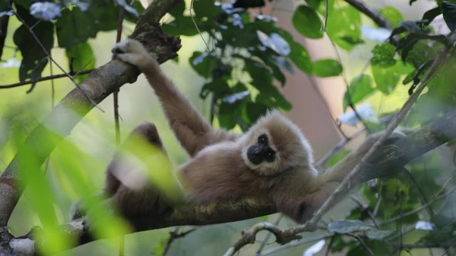 Closeup Lar gibbon or White-handed gibbon, high angle view, front shot, in the morning laying down for a while on the branch in tropical forest, Khao Yai National Park, the jungle of Thailand.