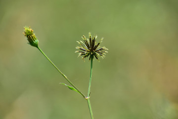 Wildlife Portrait And Nature Landscape