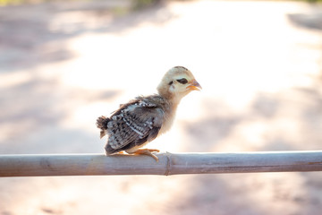 Easter concept, Cute small chicks In nature, the soft sunlight in the morning