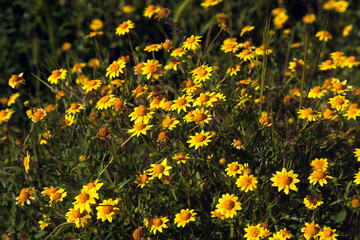 Yellow Sun Burst Wildflowers in Green Vegetation