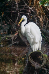 Celestun, Yucatan, Mexico: A Snowy egret - Egretta thula - in the mangroves at the Celestun Biosphere Reserve.