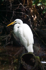 Celestun, Yucatan, Mexico: A Snowy egret - Egretta thula - in the mangroves at the Celestun Biosphere Reserve.