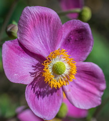 Japanese anemone (Anemone hupehensis) plants in flower. Pink garden plant in the family Ranunculaceae. Closeup on Japanese Anemone flowers