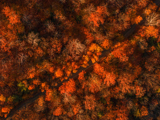 White Mountain with Autumn maples, aerial photography