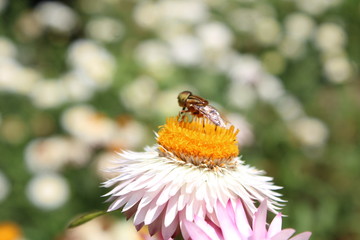 bee on a flower
