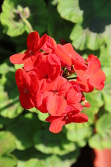 red flower in the garden