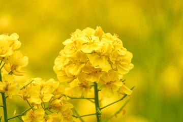 一面の菜の花