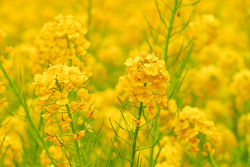 色鮮やかな菜の花畑