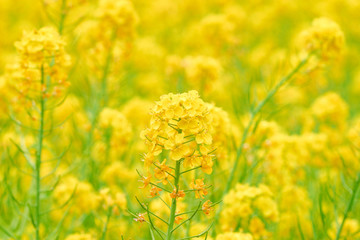 一面の菜の花畑