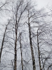 birch trees in winter