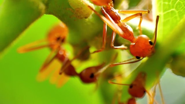 Macro shot of red ants farming aphids as it suck the sugar-rich fluids from the host plants and excrete large quantities of waste called honeydew, the red ants then feed on these honeydew
