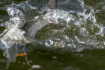 Tarpon Jumping fighting with an angler